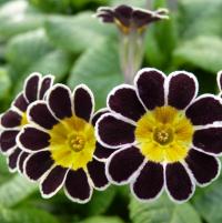 558 SILVER LACED POLYANTHUS - 5 .