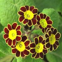 559 GOLD LACED POLYANTHUS "Beeches Strain" - 5 .