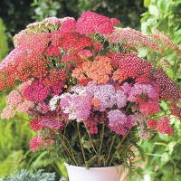  Flowerburst Red Shades - 10 .