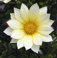   Gazoo clear vanilla - 5 .