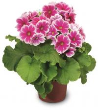   Libre F1 Rose picotee - 5 .