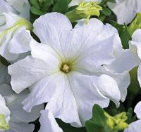 Петуния крупноцветковая TriTunia Fresh White - 10 шт.
