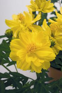  Limara Lemon - 10 .