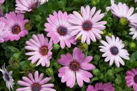  ASTI F1 PURPLE BICOLOR - 3 .