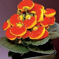  Dainty F1 Red/Yellow - 5 