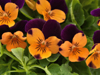   Admire F1 Orange Purple Wing - 10 .