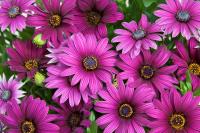  ASTI F1 PURPLE - 3 .