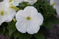   BOOM! HD White. ! - 10 .