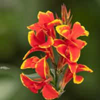   Cannova F1 Red Golden Flame - 3 .