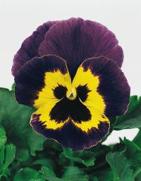   Joker violet-gold - 10 .