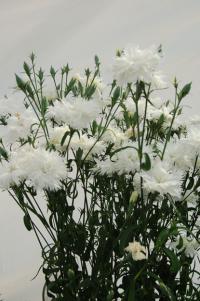   Elegance white - 5 .