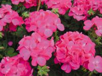   Apache Rose - 3 .