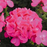  Apache Rose - 3 .