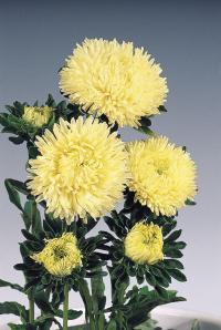   Gala Yellow - 10 .