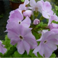 780- SMOOTH PINK SHADES - 5 .