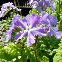 781- FRILLY BLUE SHADES - 5.