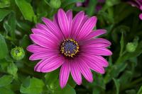  ASTI F1 PURPLE - 3 .