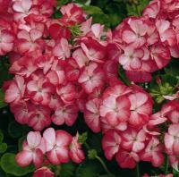   MULTIBLOOM SCARLET EYE- 3 .