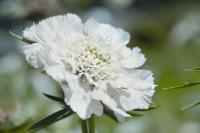   Fama White - 3 .