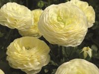  Mache F1 Cream - 5 .