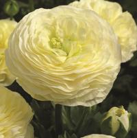  Mache F1 Cream - 5 .