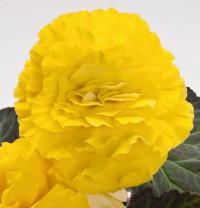   Nonstop F1 Yellow with red back - 5 .