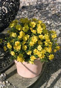  Limara Lemon - 10 .