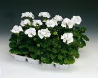   RINGO 2000 F1 WHITE - 3 .