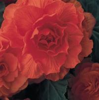    Nonstop F1 Orange - 5 .