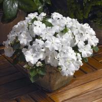   XTREME F1 WHITE -5 .