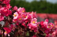   Stonehedge F1 Rose Bronze Leaf - 3 .