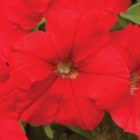 ������� �������������� F1 ��������� ��� - 5 ��.