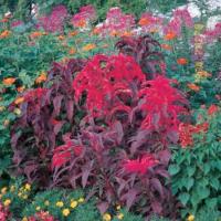   Early Splendor - 10 .