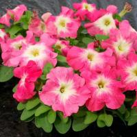   Limbo F1 rose morn - 10 .