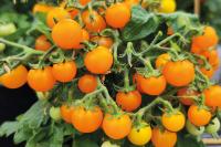  Sweet Burst Orange - 5 .