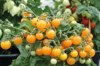  Sweet Burst Orange - 5 .