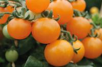  Sweet Burst Orange - 5 .
