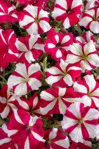   Celebrity Rose Star - 10 .