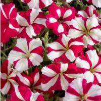   Celebrity Rose Star - 10 .