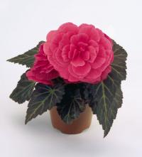    Nonstop Mocca F1 Pink shades - 5 .