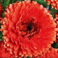   Red With Black Centre - 20 .