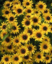   Denver Daisy - 5 .