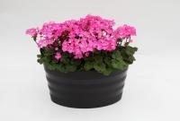   Nano F1 Deep Rose - 3 .