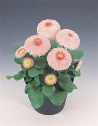  Tasso Strawberries & Cream - 10 