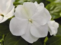   XTREME F1 WHITE -5 .