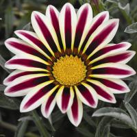   KISS F1 FROSTY WHITE FLAME - 5 .