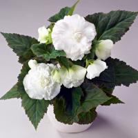   Fortune F1 White - 5 .
