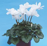 �������� ���������� ���������������� Apollon. �������! - 5 ��.