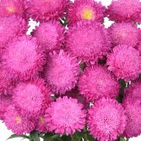   BONITA Pink - 10 .
