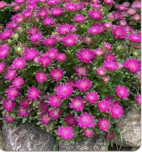 ����� ��������� Bambina Carmine - 10 ��